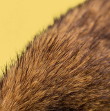 Close-up of brown fur texture on a yellow background